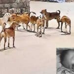 Stray Dog Attack |