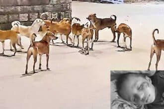Stray Dog Attack |