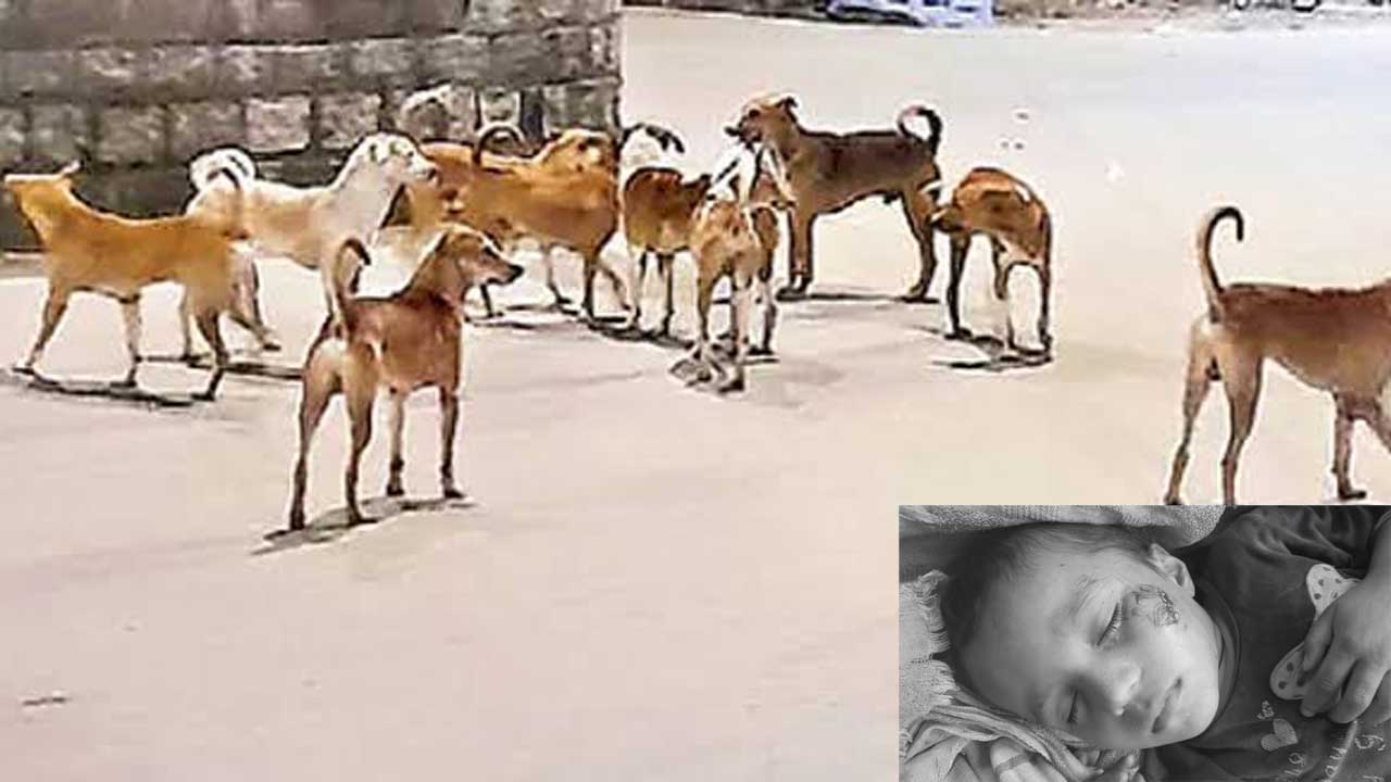 Stray Dog Attack |