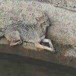 Fox Rescue Gandhari |