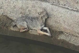 Fox Rescue Gandhari |