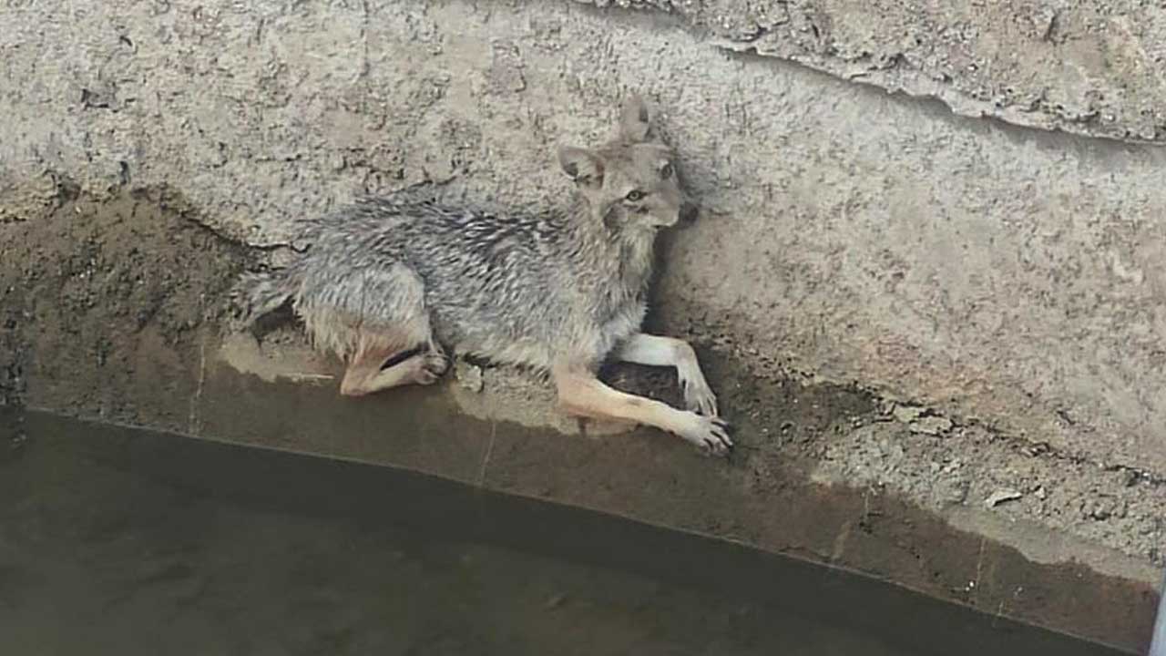 Fox Rescue Gandhari |