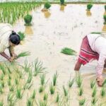 Paddy Bonus Guidelines