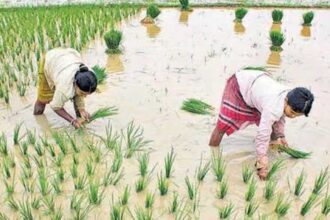 Paddy Bonus Guidelines