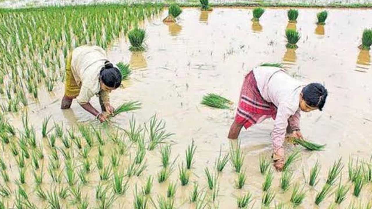 Paddy Bonus Guidelines