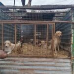 Banswada Stray Dogs