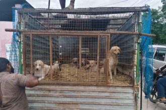 Banswada Stray Dogs