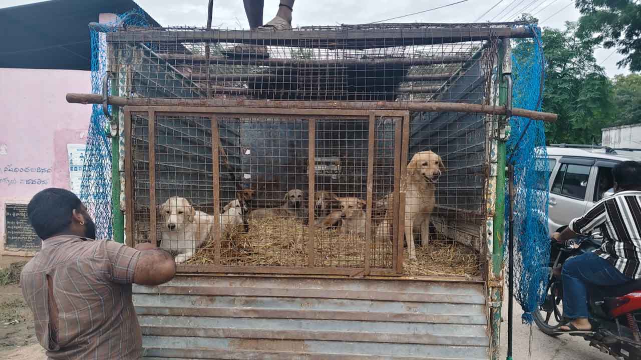 Banswada Stray Dogs