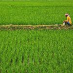 Paddy Cultivation
