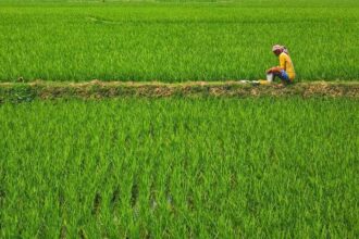 Paddy Cultivation