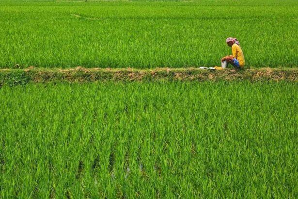 Paddy Cultivation