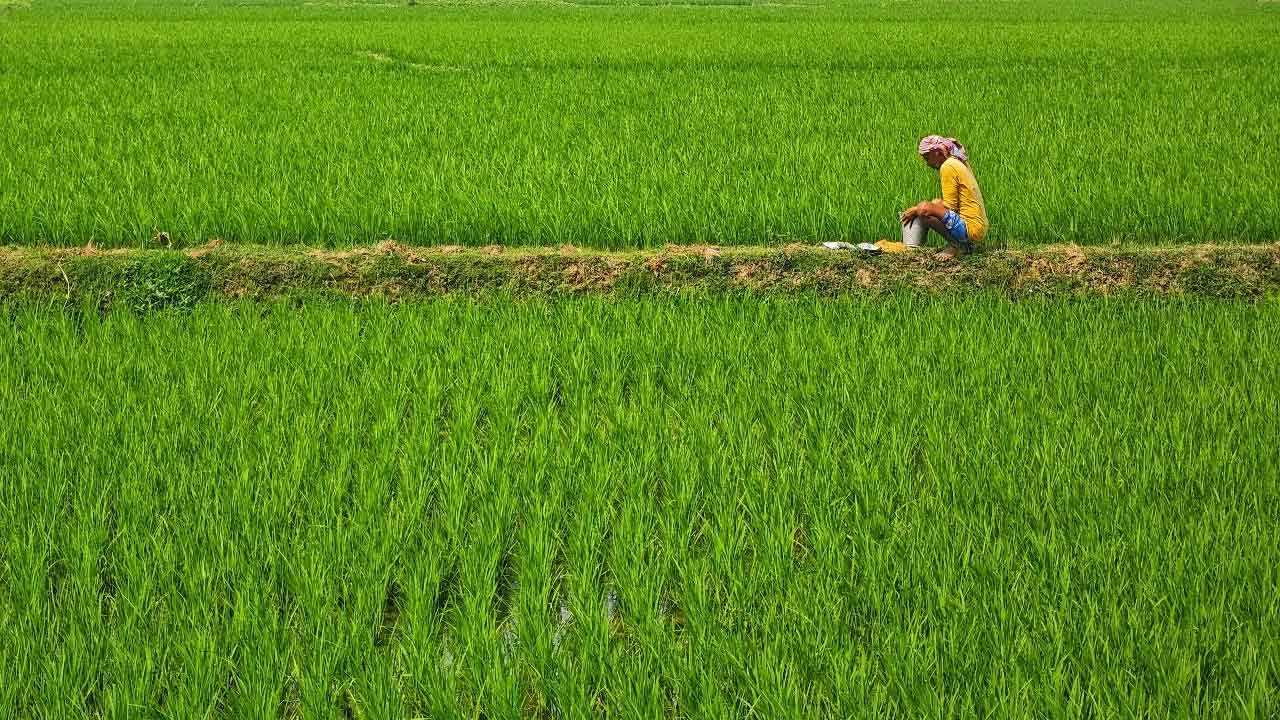 Paddy Cultivation