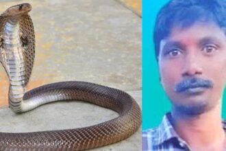 Snake Bite Death