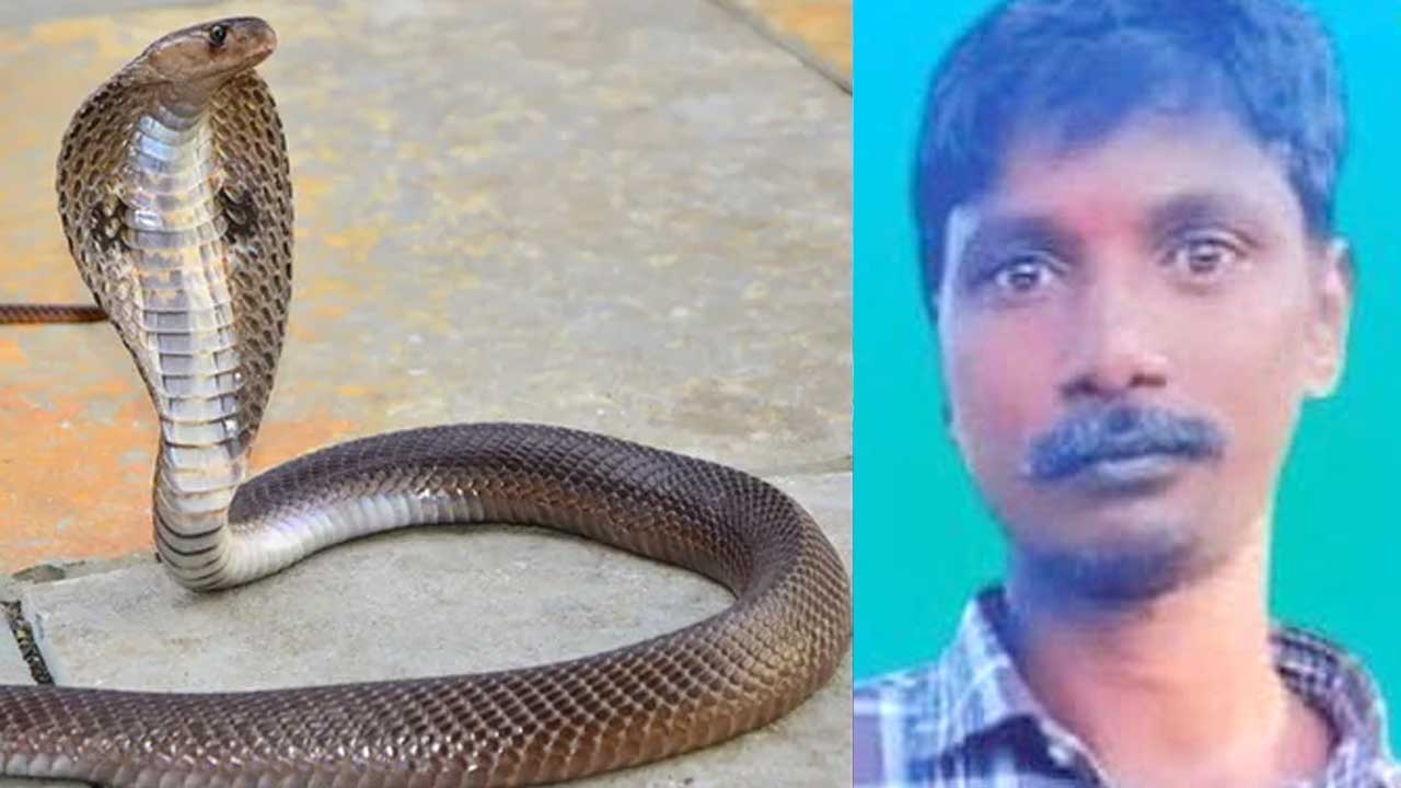 Snake Bite Death