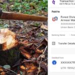 Tree Cutting Fine