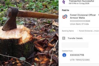 Tree Cutting Fine