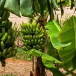 Banana Tree Vastu