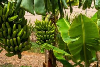 Banana Tree Vastu
