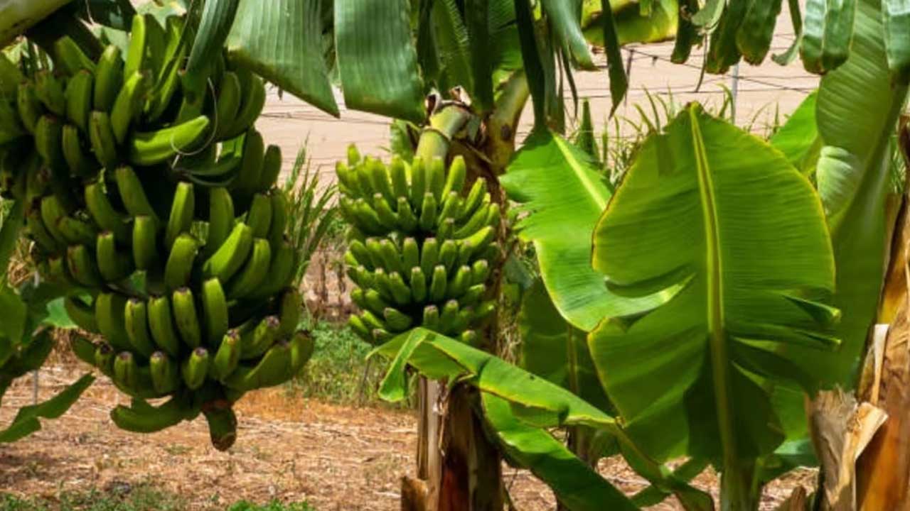 Banana Tree Vastu