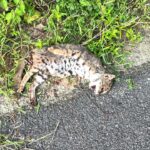 Rusty Spotted Cat |