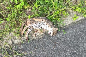 Rusty Spotted Cat |