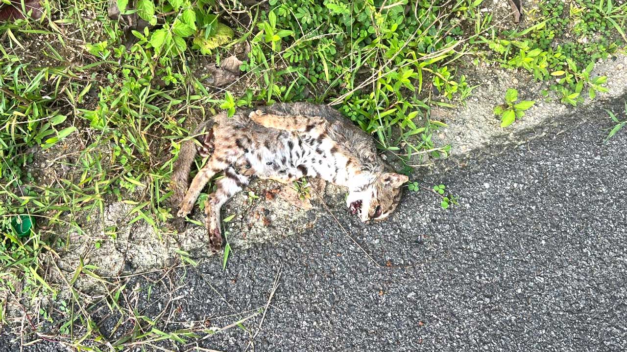 Rusty Spotted Cat |