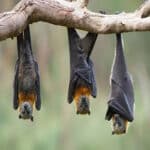 Bat Entering House