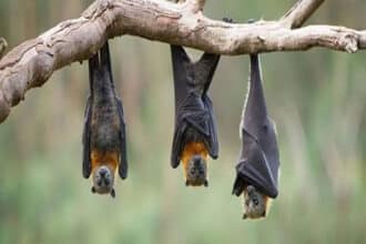 Bat Entering House