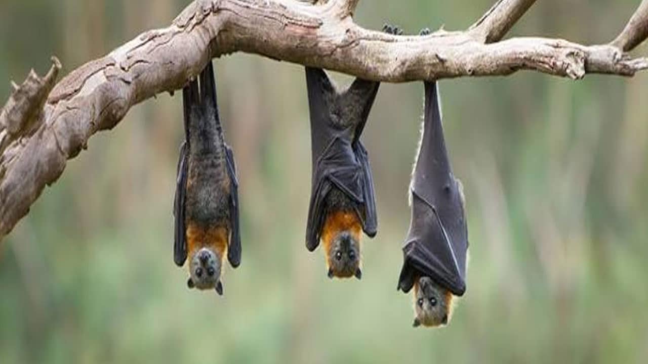 Bat Entering House