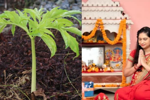 Polala Amavasya