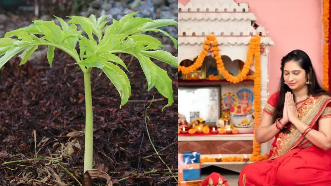 Polala Amavasya