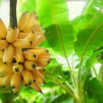 Banana Plant Hindu Rituals