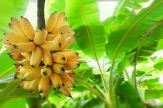 Banana Plant Hindu Rituals