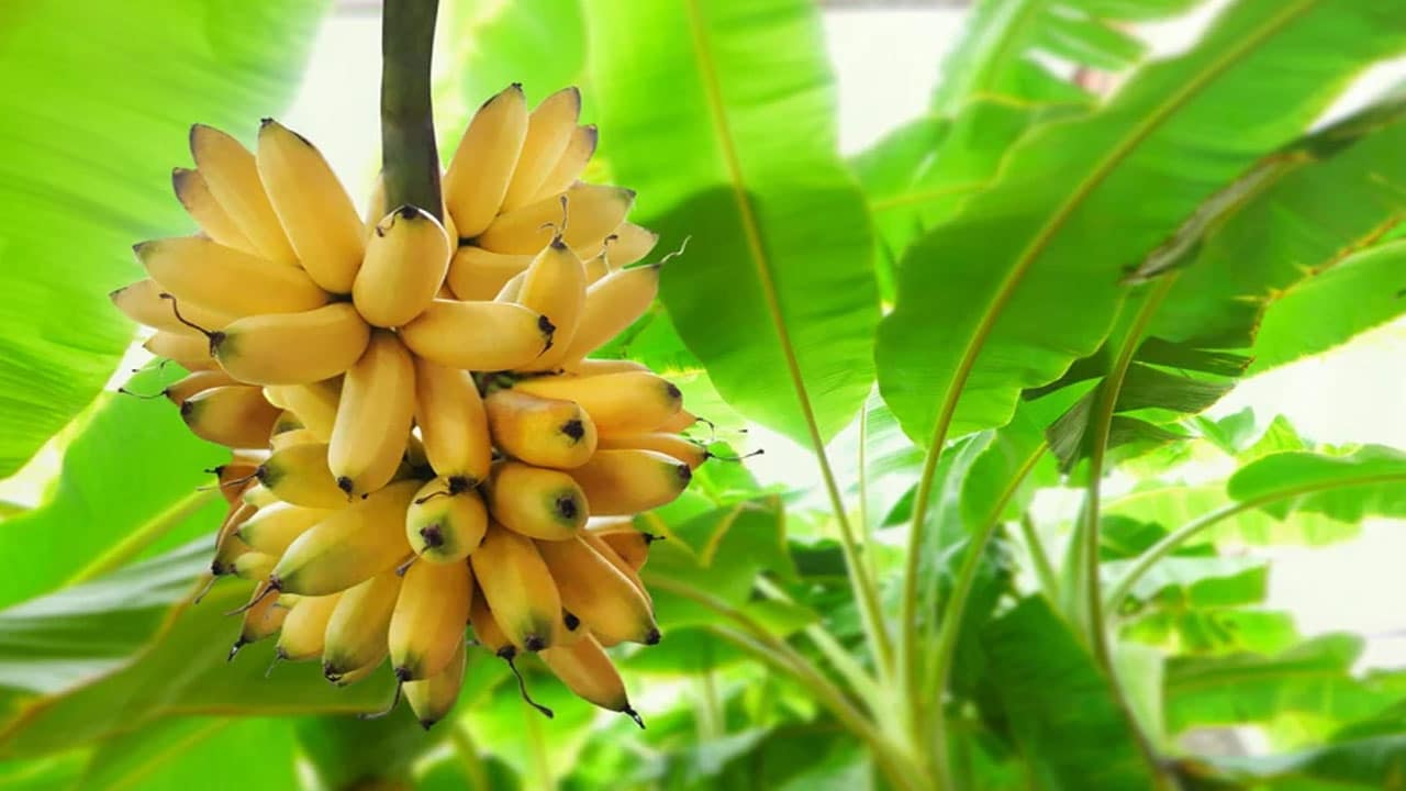 Banana Plant Hindu Rituals