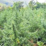 Gandhari Ganja Cultivation |