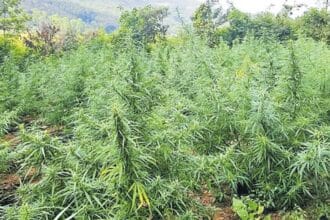 Gandhari Ganja Cultivation |