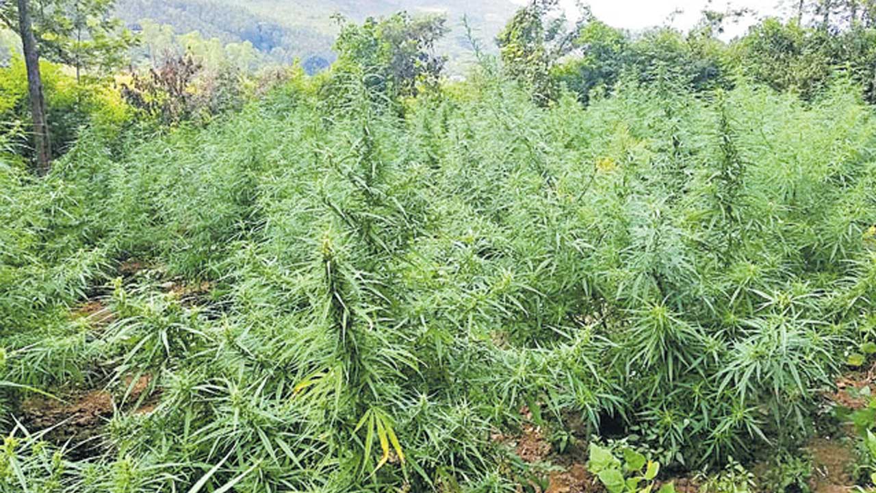 Gandhari Ganja Cultivation |