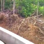 Teak Tree Cutting Fine |