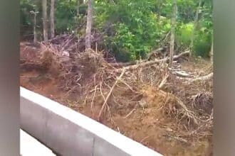 Teak Tree Cutting Fine |