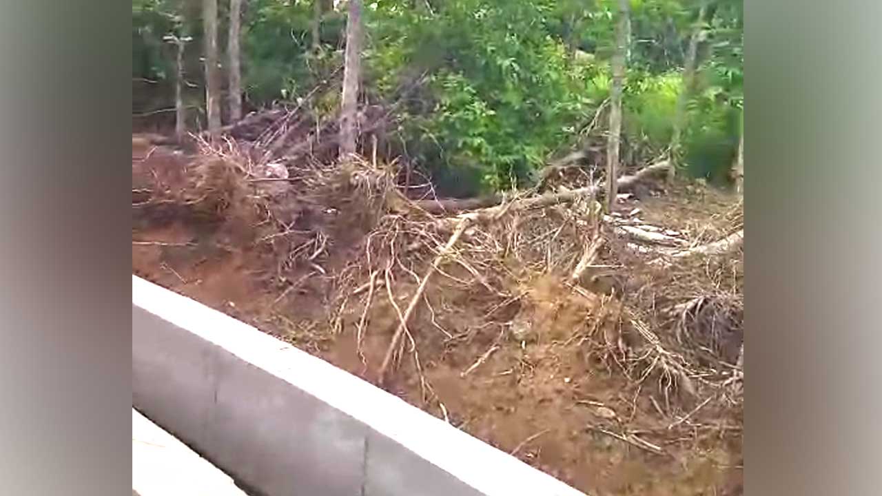 Teak Tree Cutting Fine |