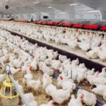 Bird Flu in Anantapur