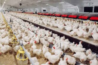 Bird Flu in Anantapur
