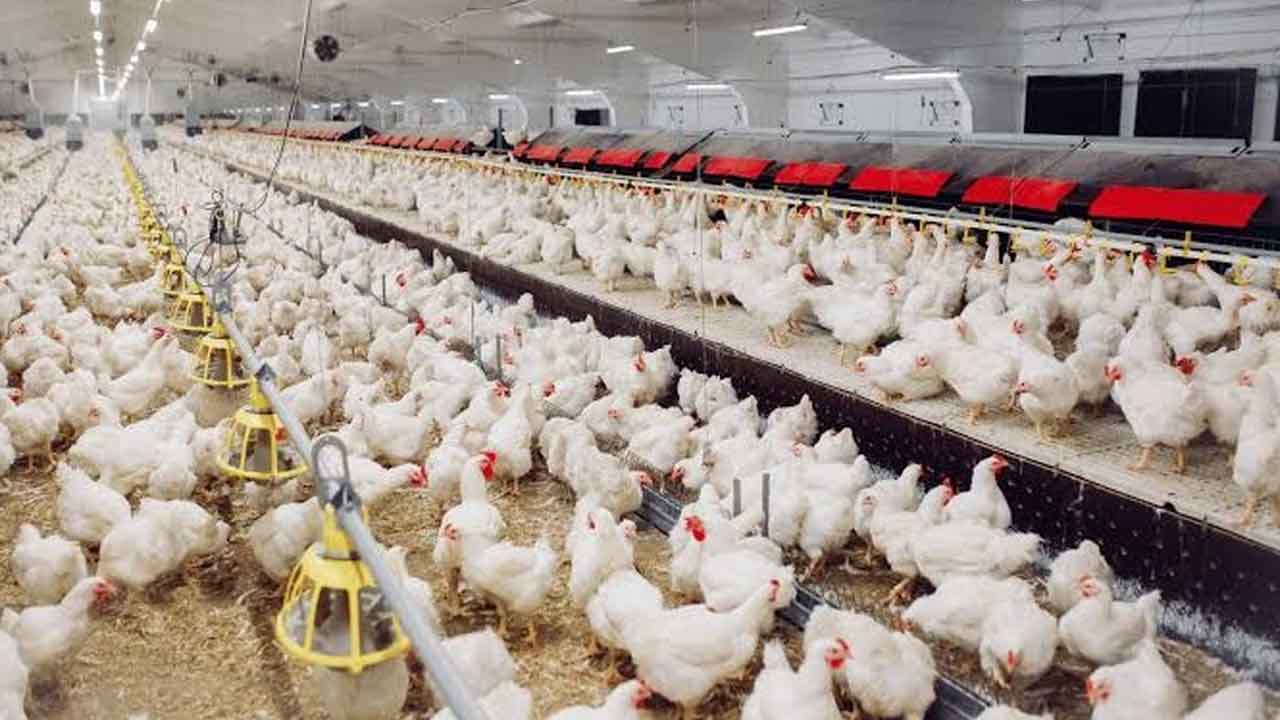 Bird Flu in Anantapur