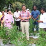 Capsicum Farming Profits