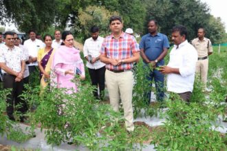 Capsicum Farming Profits