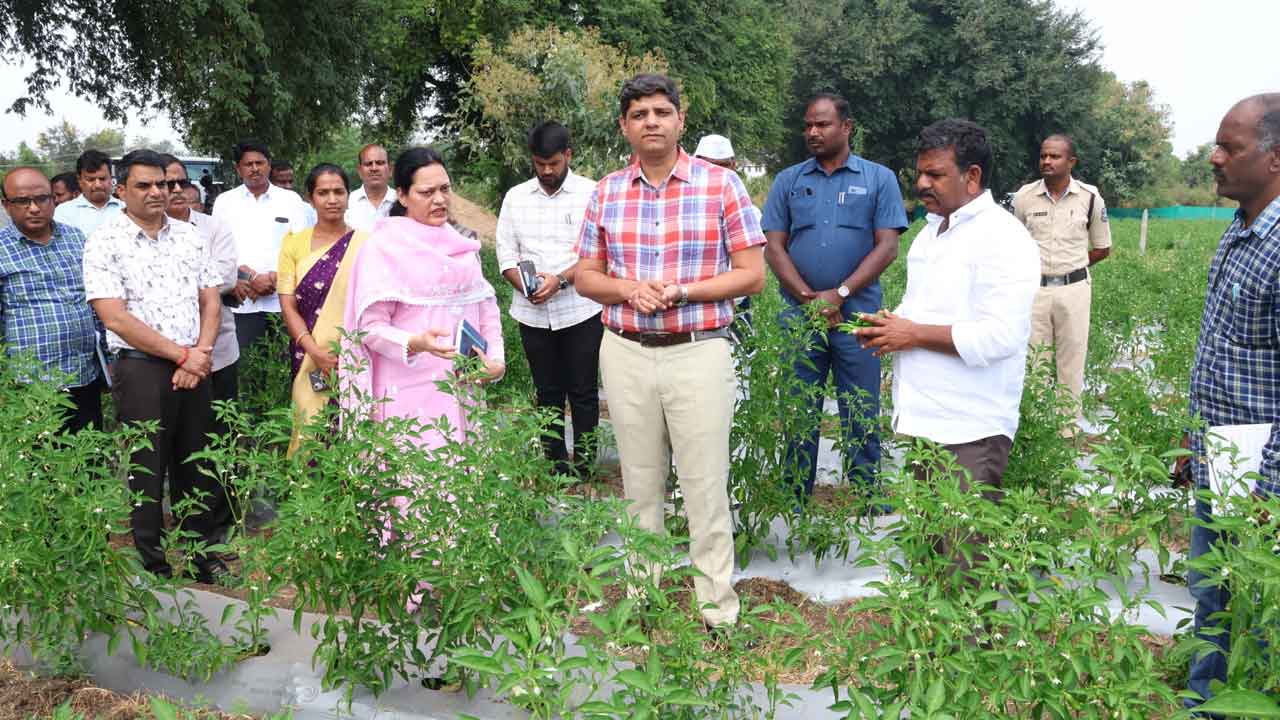 Capsicum Farming Profits