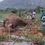 Elephant Electrocuted