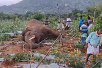 Elephant Electrocuted
