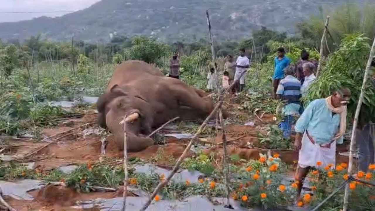 Elephant Electrocuted