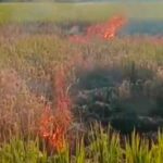 Farmer Burns Paddy Crop
